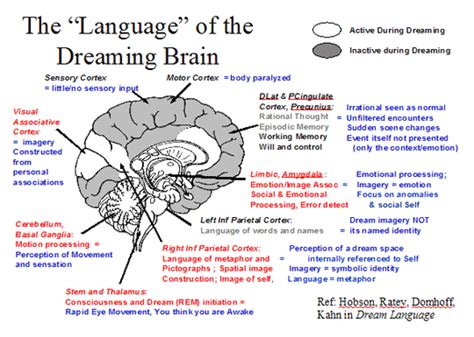 Fascinating Insights into the Human Brain during the State of Dreaming