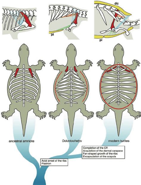 Fascinating Origins: How The Blue Turtles were Formed