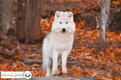 Fear and Anxiety in Wolf Dreams: Decoding their Hidden Messages