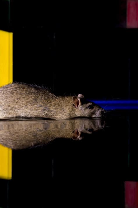 Fear or Significance? Breaking Down the Negative Perception of Rats