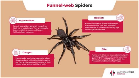 Fear vs. Fascination: The Intricate Connection Between Humans and the Funnel Web Spider