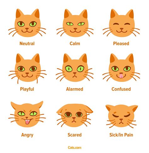 Fear vs. Protection: Unveiling the Possible Meanings of Feline Facial Scratches