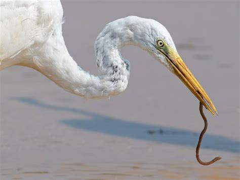 Feeding Habits: Egrets' Prey Hunting Techniques