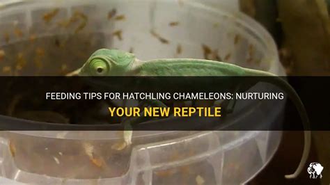 Feeding Your Adorable Hatchling: Essential Tips and Guidelines