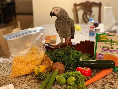 Feeding Your African Grey Parrot: Meeting their Nutritional Requirements and Dietary Suggestions