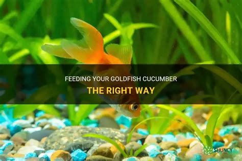 Feeding Your Goldfish: Achieving the Right Nutritional Balance