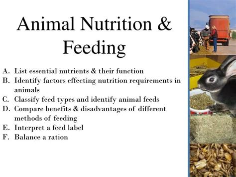 Feeding Your Grizzly Companion: A Guide to Proper Nutrition and Dietary Requirements