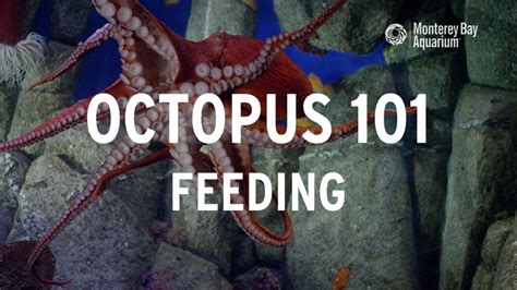 Feeding Your Octopus: Diet and Nutrition Essentials