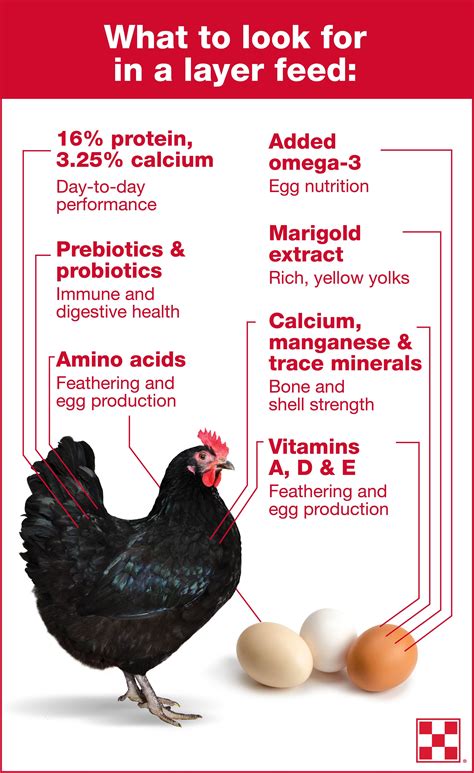 Feeding Your Poultry: Understanding the Proper Diet and Nutrition