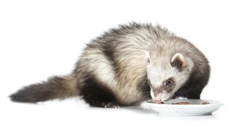 Feeding Your Young Ferret: A Nutritional Handbook