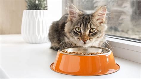 Feeding and Nutrition: Ensuring Your Feline Friend Thrives