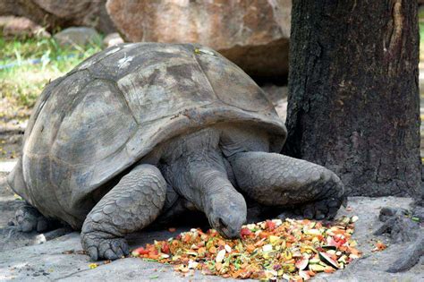 Feeding and Nutrition: Nurturing Your Tiny Shelled Companion