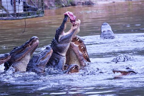 Feeding and Nutrition: What Alligators Require