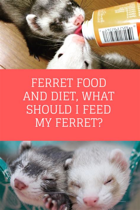 Feeding and Nutrition for a Healthy Ferret