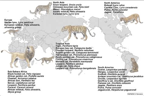 Felidae's Natural Habitat and Distribution