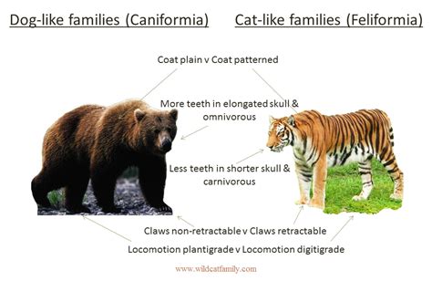 Felidae's Physical Characteristics and Body Structure