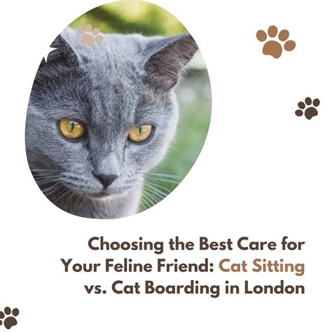 Feline Friends: Choosing the Ideal Cat for Your Household