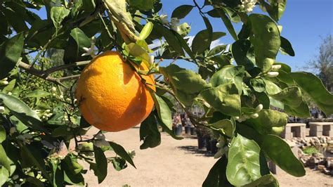 Fertilizing Your Citrus Plant: Best Practices and Mistakes to Avoid