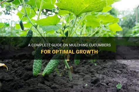 Fertilizing and Mulching for Optimal Growth and Development