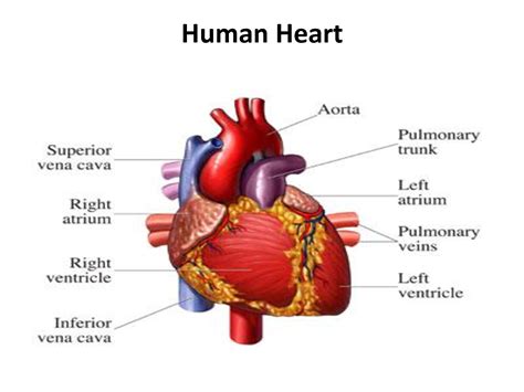 Figure: Inside Look at Harmony Heart's Physique