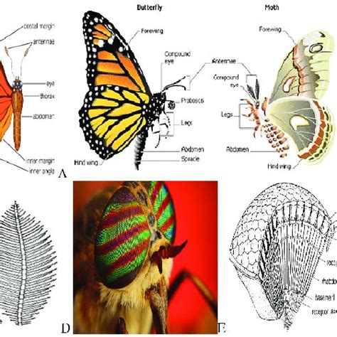 Figure of Lepidoptera: body structure