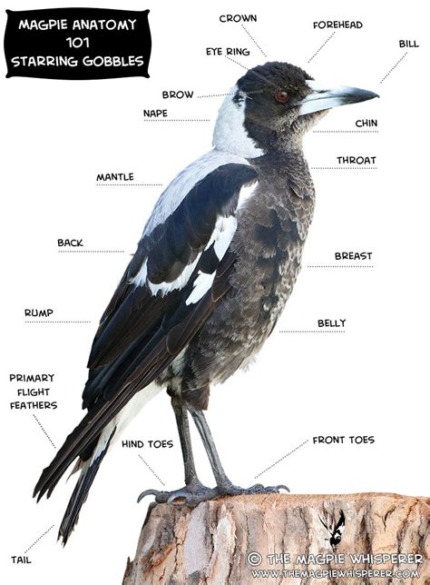 Figure of Magpie: What is her Body Shape?