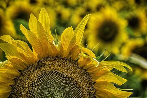 Finding Delight in Fields of Sunflowers