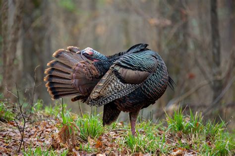 Finding Freedom and the Untamed Nature in Turkeys' Ascending Behaviors