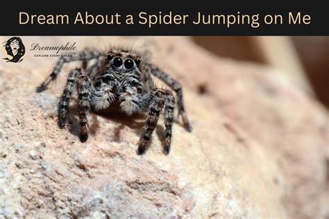 Finding Meaning in Spider Dreams: Deciphering the Significance