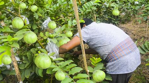 Finding Paradise in the Guava Orchards