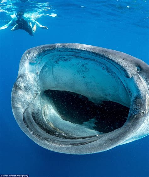 Finding Personal Significance: Interpreting Your Own Vision of Consuming a Gigantic Sea Creature