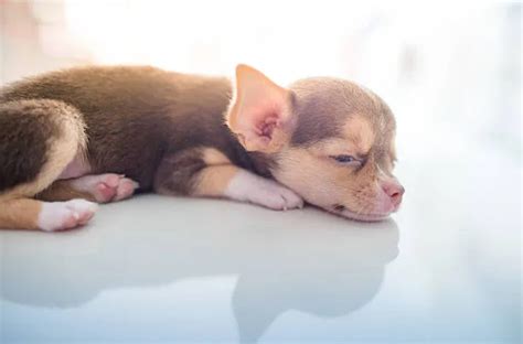 Finding Your Perfect Chihuahua: Adoption, Breeders, and Responsible Ownership