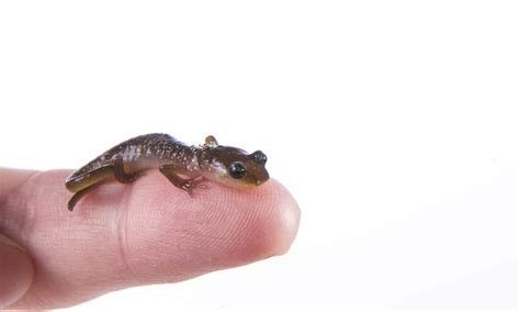 Finding Your Way: Navigating the Unknown Depths of Baby Salamanders