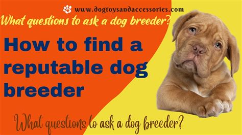 Finding a Reputable Breeder: How to Choose the Right One