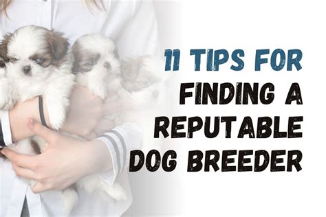 Finding a Trustworthy Breeder or Adoption Agency