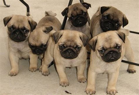 Finding and Choosing a Pug Puppy or Rescue