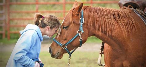 Finding the Ideal Equine Companion: Where to Search and What to Take into Consideration