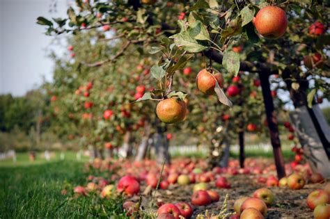 Finding the Ideal Orchard for Fruit Harvesting