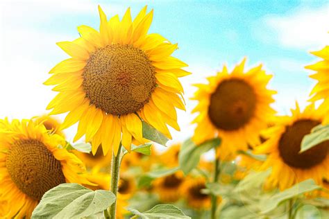 Finding the Ideal Sunflower Field: Locating, Timing, and Approaching