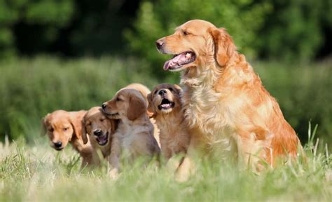 Finding the Perfect Breeder for Your Desired Retriever