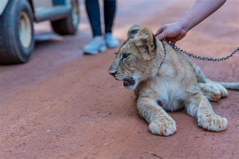 Finding the Perfect Lion Cub: Choosing a Reputable Breeder or Rescue Center