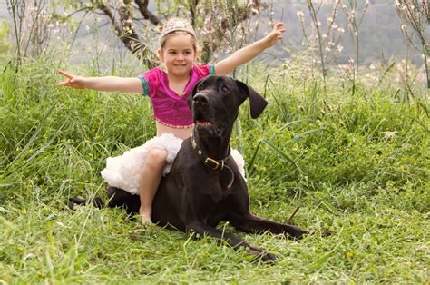 Fitting Black Great Dane into a Family with Children