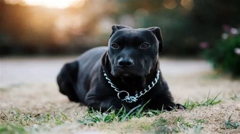 Five Remarkable Characteristics That Set Black Pitbulls Apart