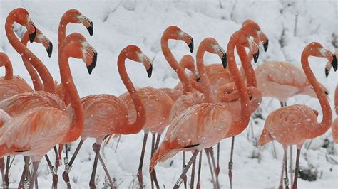 Flamingos' Prized Adaptations: Thriving in Challenging Environments