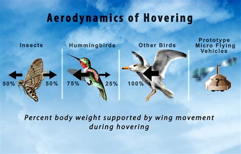 Flight Mechanisms of the Soaring Wolf: How Does It Challenge the Force of Gravity?