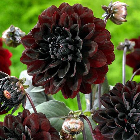 Floral Frenzy: Dark and Dramatic Blooms