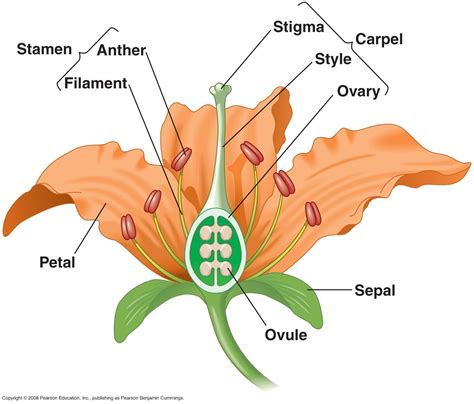 Flower's Biography