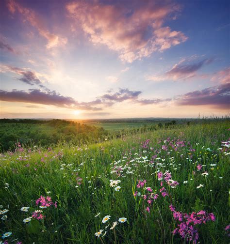 Flower Fields: A Magnificent Natural Wonder