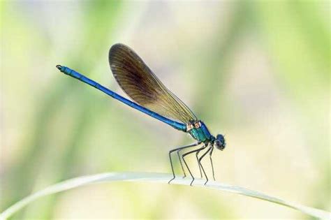 Flying Dreams: Decoding the Hidden Messages of Soaring Insects