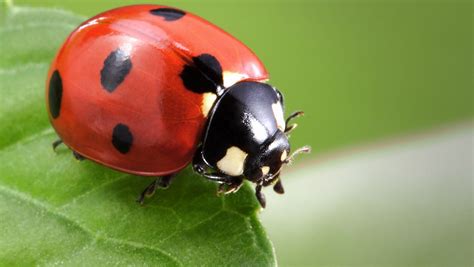 Flying Miracles: Decoding the Astonishing Feats of Ladybird Beetles